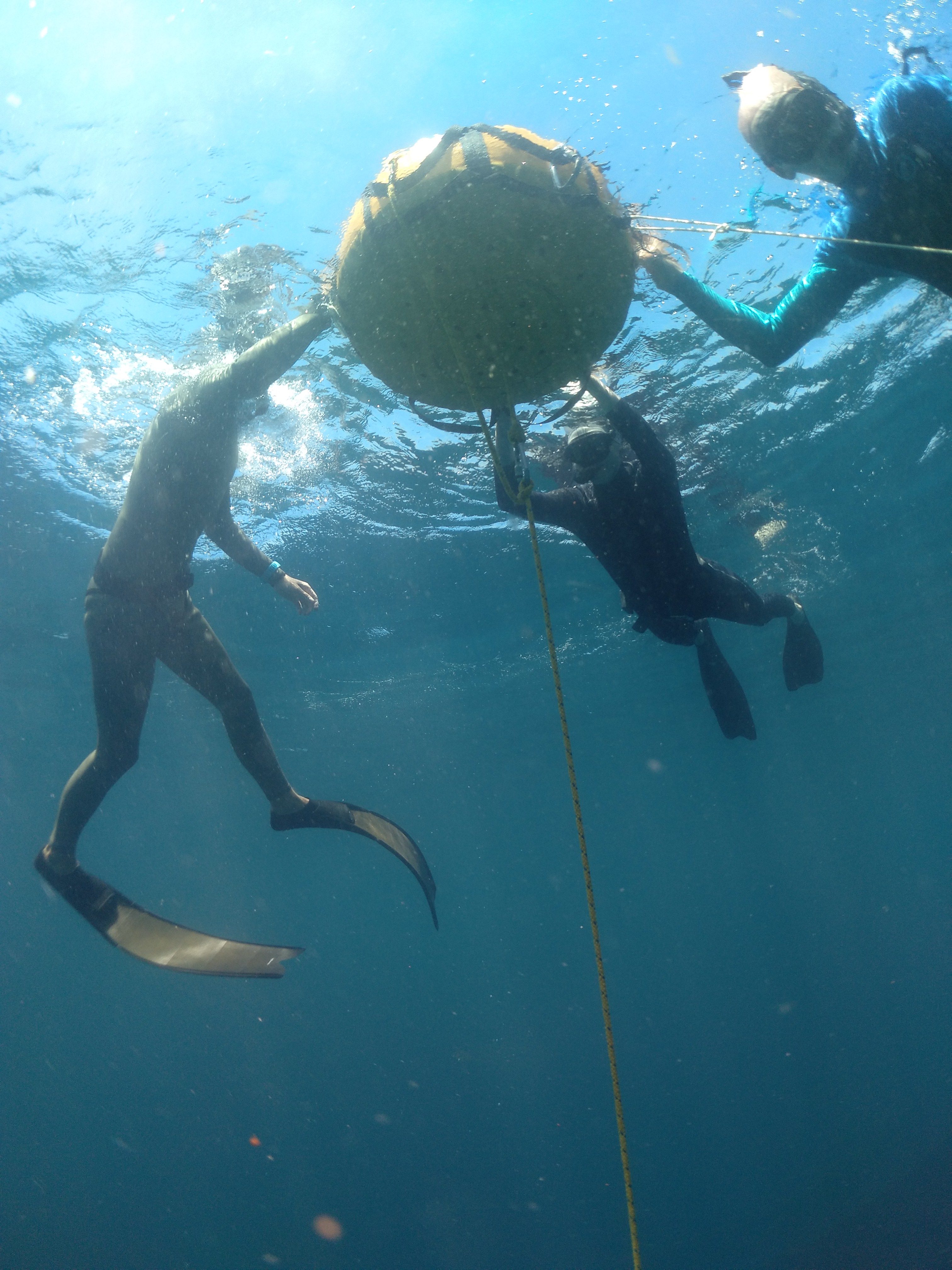 Freediving